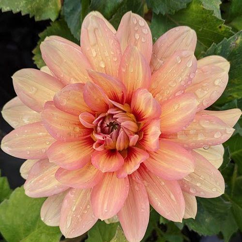 Dahlia 'Nicolas'