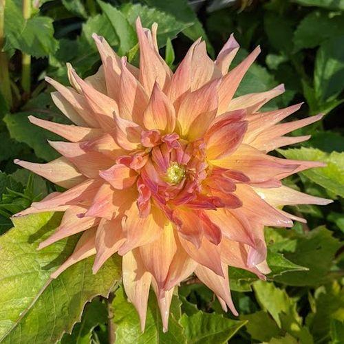 Dahlia 'Penhill Autumn Shade