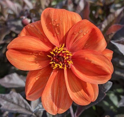 Dahlia 'Bishop of Oxford'