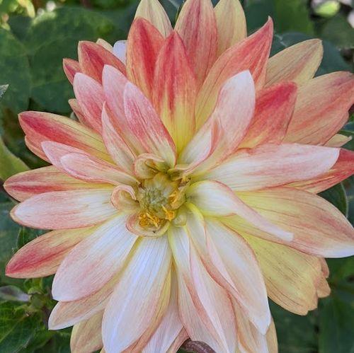 Dahlia 'Pennylane'