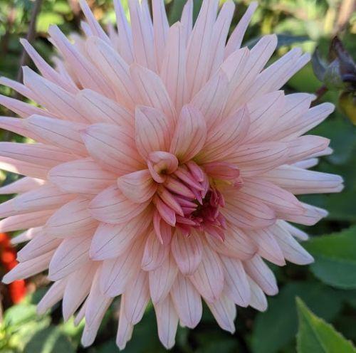 Dahlia 'Preference'