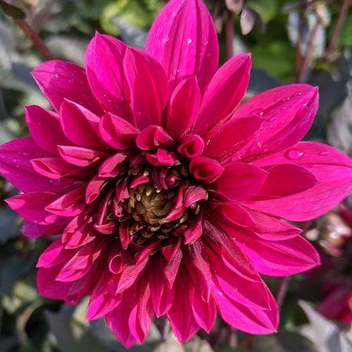 Dahlia 'Purple Haze'