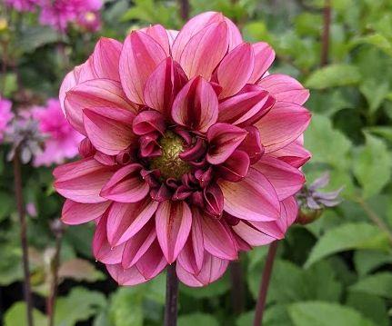 Dahlia 'Seniors Hope'