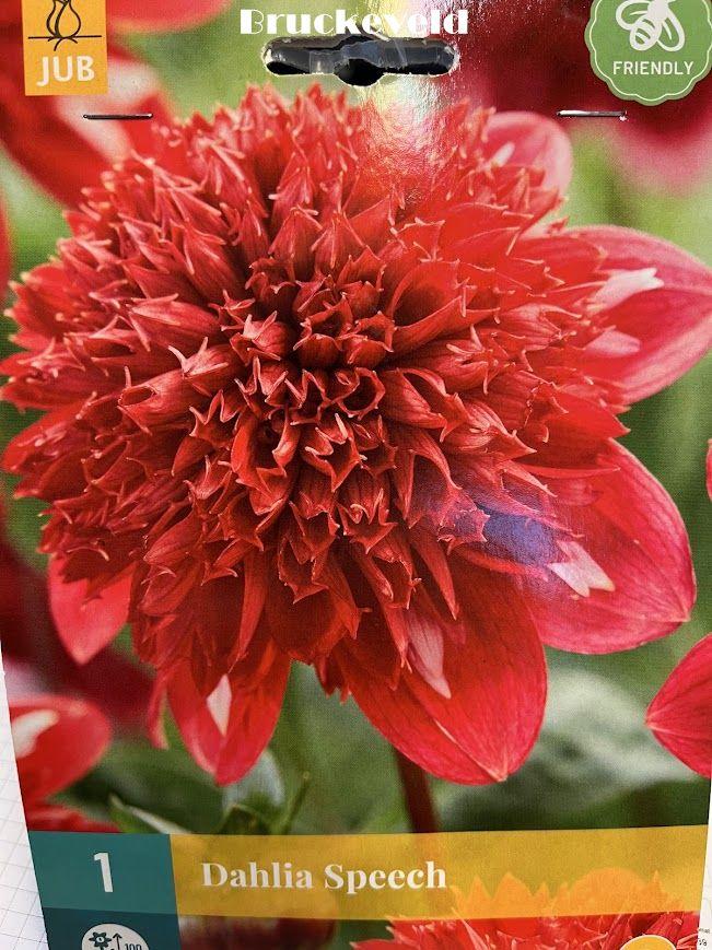Dahlia 'Speech'