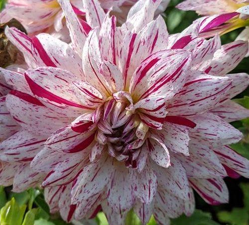 Dahlia 'Striped Emory Paul'