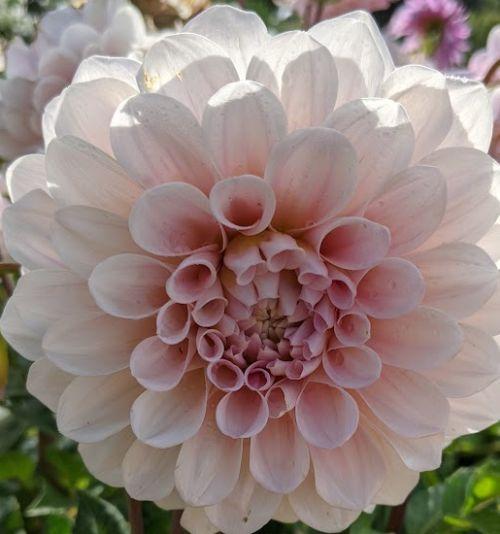 Dahlia 'Sweet Nathalie'