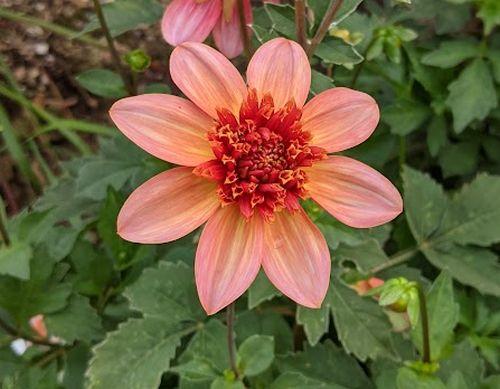 Dahlia 'Totaly Tangerine'