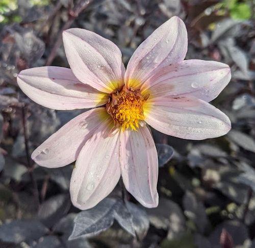 Dahlia 'Twynings After Eight'