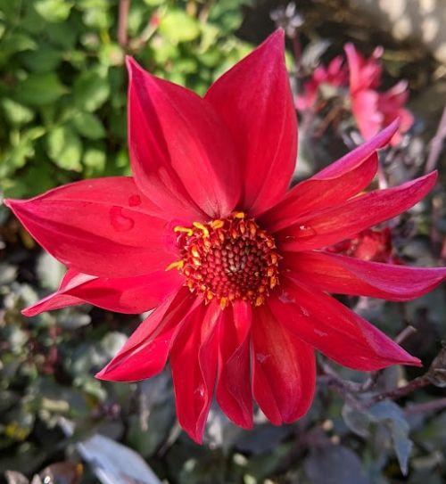 Dahlia 'Waltzing Mathilda'
