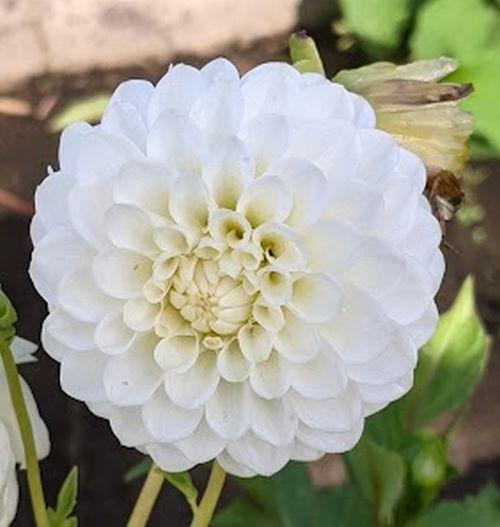 Dahlia 'White Aster'