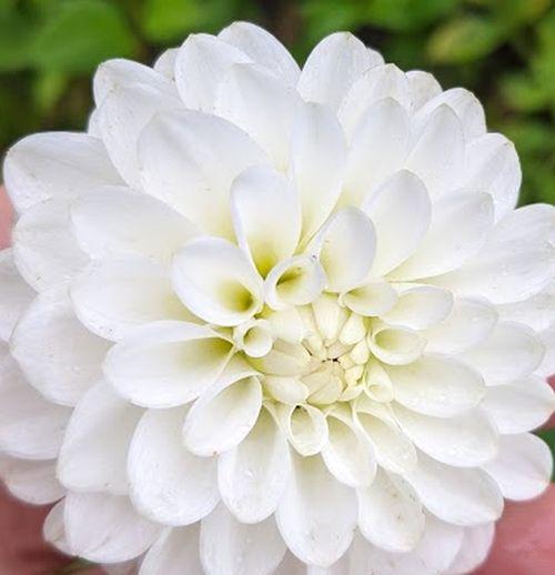 Dahlia 'Wittem'
