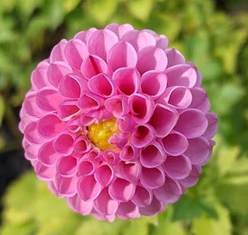 Dahlia 'Zippity Do Da'