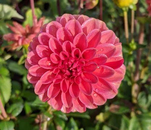 Dahlia 'Zundert Mystery Fox'