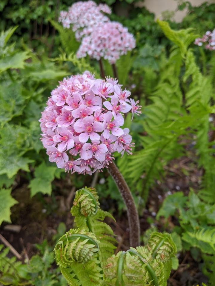 Darmera peltata