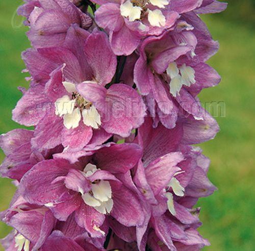 Delphinium Pac. 'Astolat'