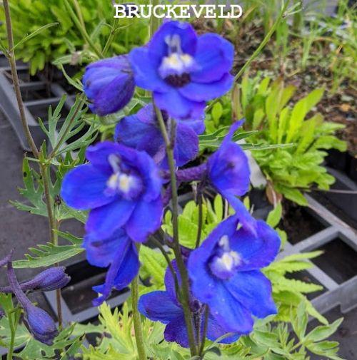 Delphinium Bel. 'Bellamosum'