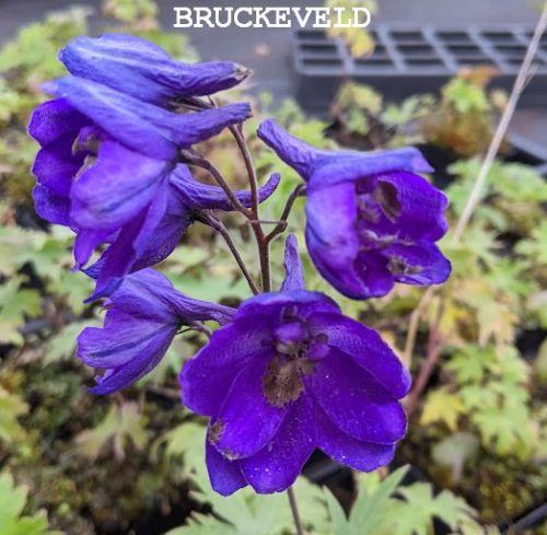 Delphinium Pac. 'Black Knight'