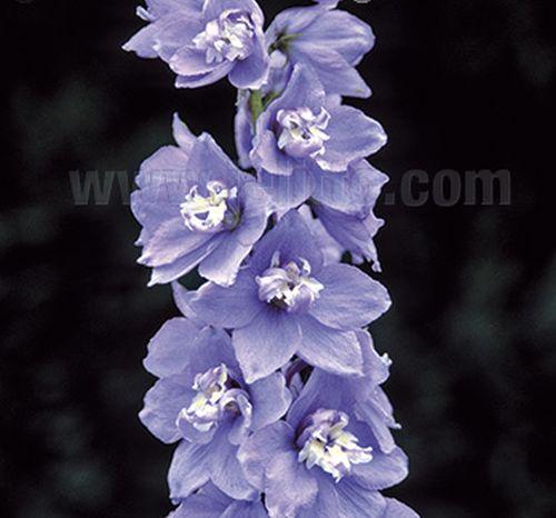 Delphinium Pac. 'Blue Bird'