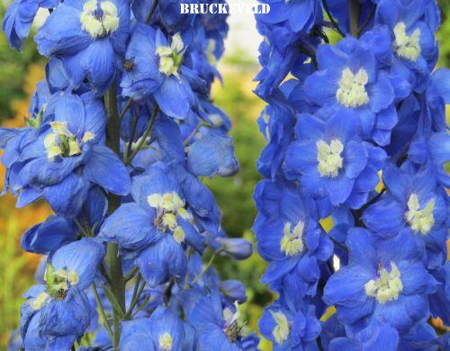Delphinium elatum 'Cobalt Dreams'