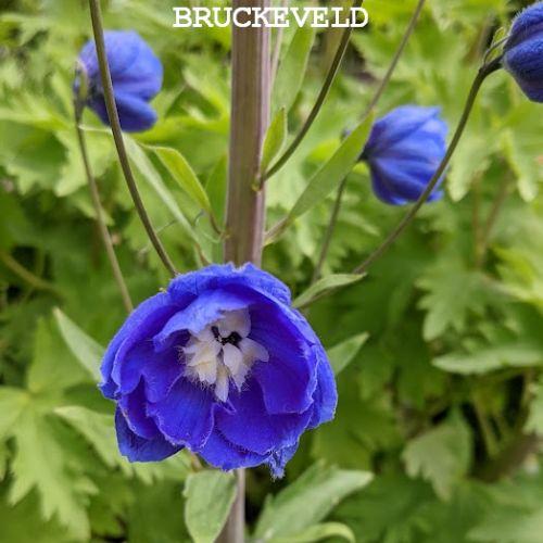 Delphinium elatum 'Cobalt Dreams'