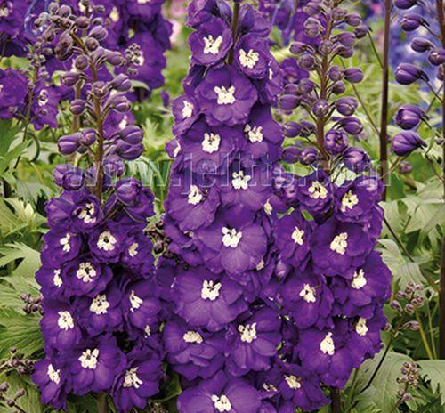 Delphinium elatum 'Purple Passion'
