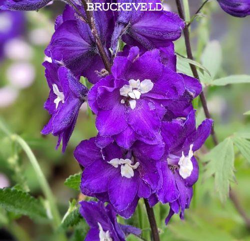 Delphinium elatum 'Purple Passion'