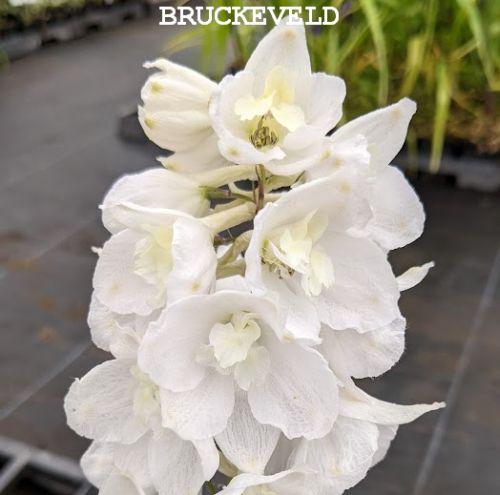 Delphinium Pac. 'Galahad'