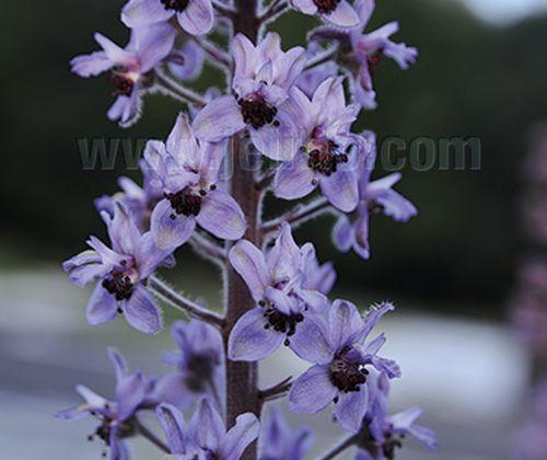 Delphinium requienii