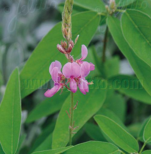 Desmodium canadense