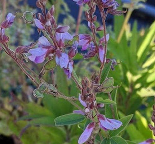 Desmodium canadense