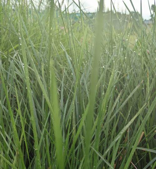 Deschampsia cespitosa