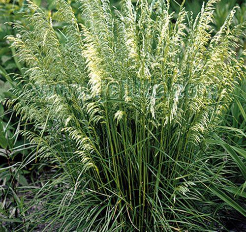 Deschampsia cespitosa