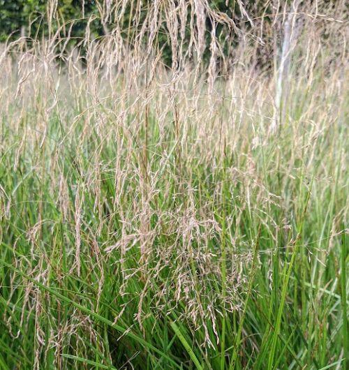 Deschampsia ces. 'Goldschleier'