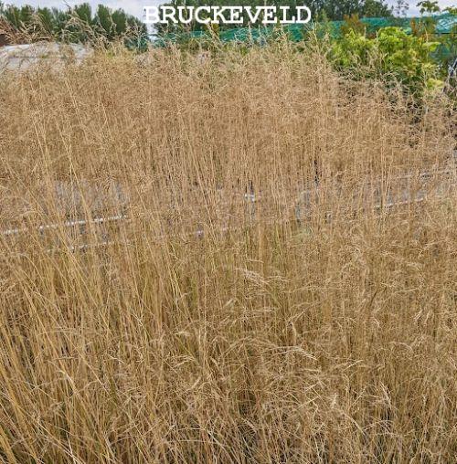 Deschampsia ces. 'Goldtau'