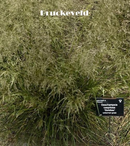 Deschampsia ces. 'Goldtau'