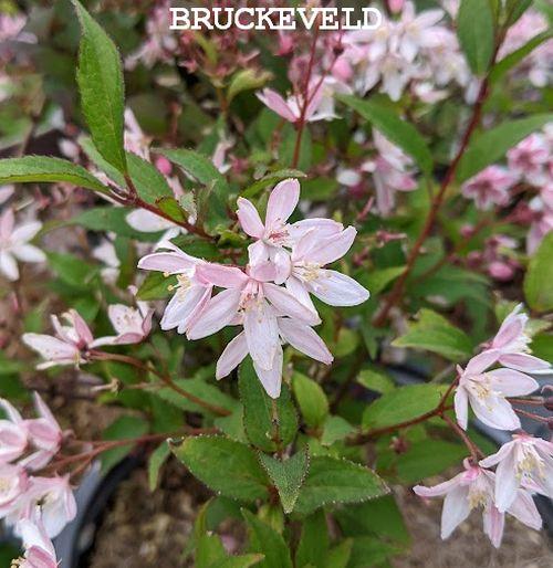 Deutzia 'Pink'