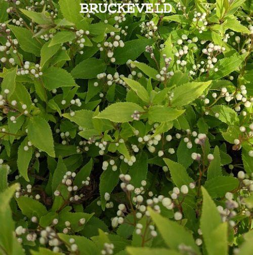 Deutzia gracilis 'Nikko'