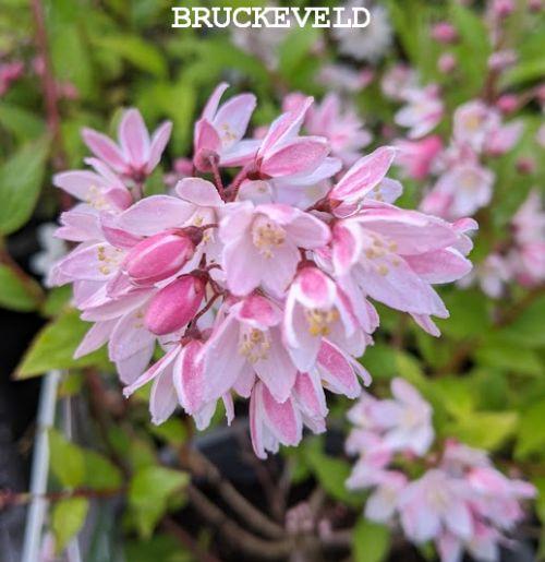 Deutzia 'Yuki Cherry Blossom' ®
