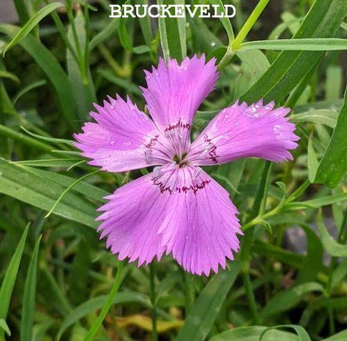 Dianthus amurensis