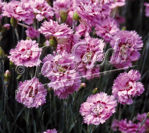 Dianthus plum. 'Nanus Roseus'