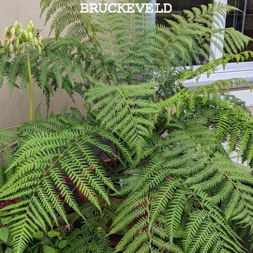 Dicksonia antarctica