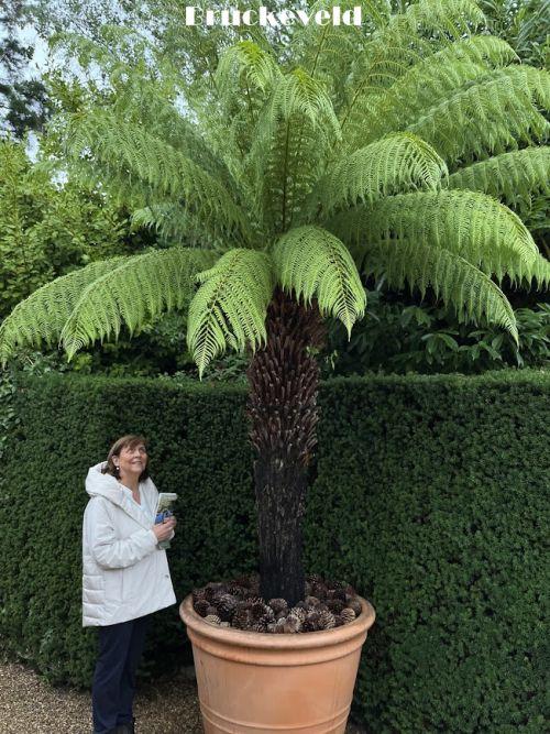 Dicksonia antarctica