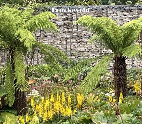 Dicksonia antarctica