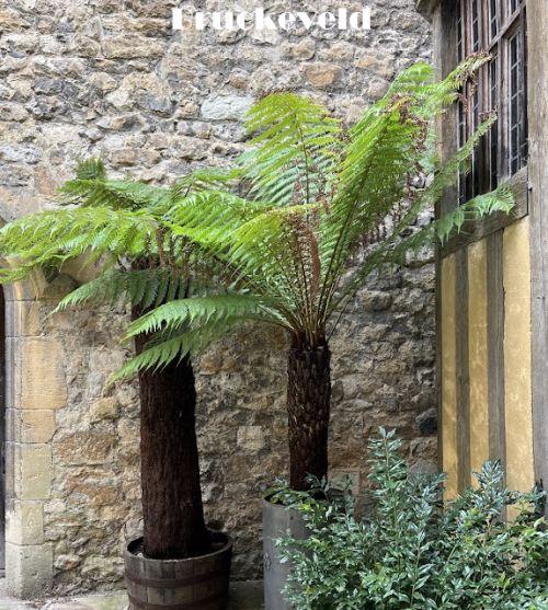 Dicksonia antarctica