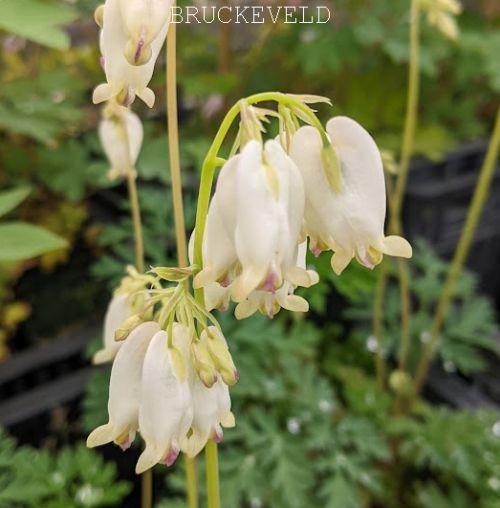 Dicentra formosa 'Aurora'