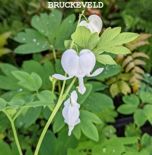 Dicentra spectabilis 'Alba'