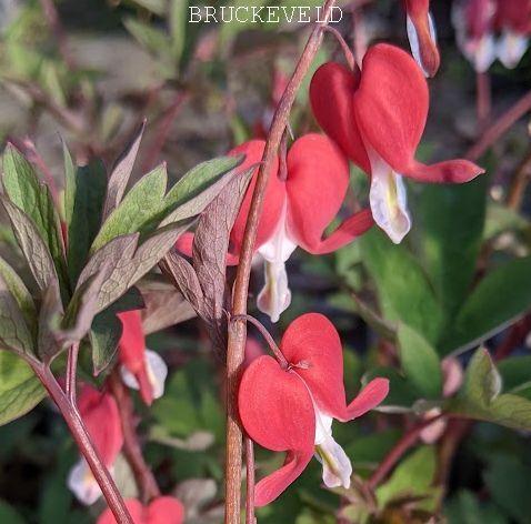 Dicentra spectabilis 'Valentine' PBR