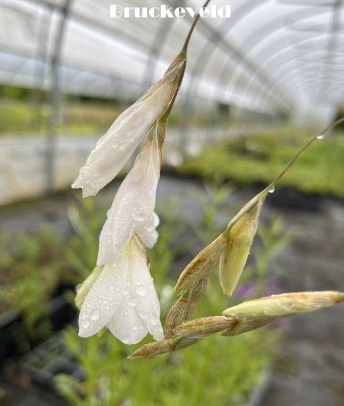 Dierama  pulcherima 'Album'