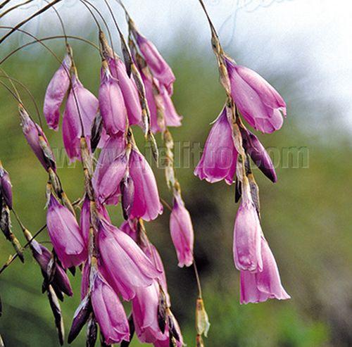 Dierama  pulcherima
