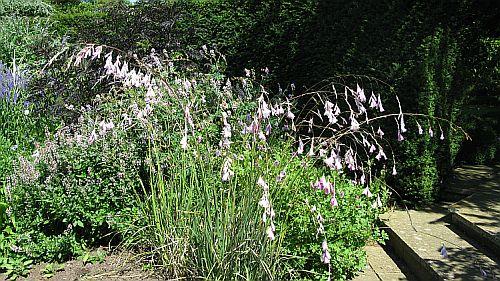 Dierama  pulcherima